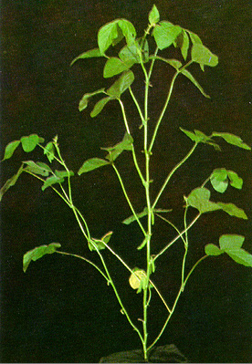 Soybean plant R4 stage
