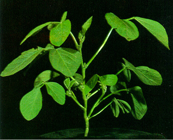soybean plants with leaves, stage V6