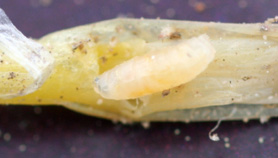 seed corn maggot larva