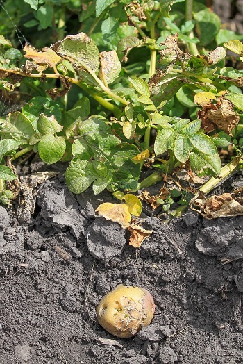 Potato plant