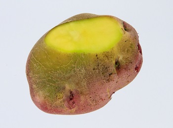 Green potato