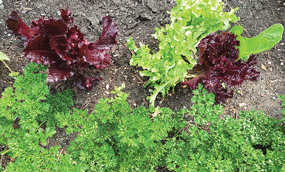 Red and green lettuces planted with parsley.