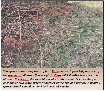 This spruce shows symptoms of both Valsa canker (upper left) and one of the needlecast diseases (lower right).  Valsa will kill entire branches, all-at-once. Needlecast diseases kill the older, interior needles, resulting in only one or two years’ worth of needles at the end of a branch.  A healthy spruce branch should retain 3 to 7 years of needles.