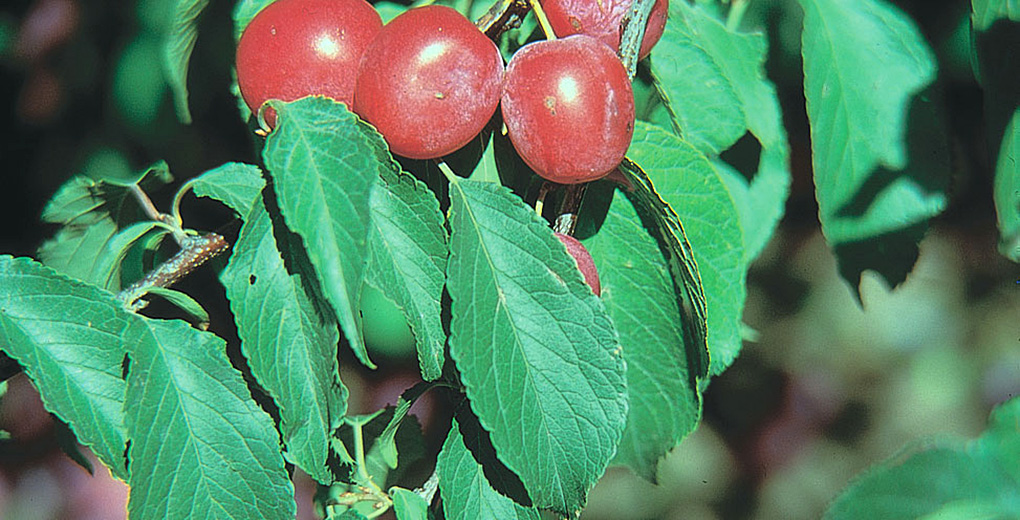 Native Plums