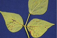 Figure 34. Anthracnose underside of leaf