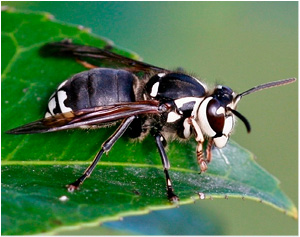 Figure 9. Bald-faced hornet.