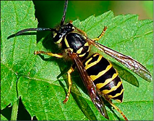 Figure 8. Eastern yellowjacket.