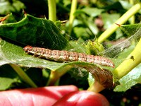 Figure 69. Alfalfa webworm adult