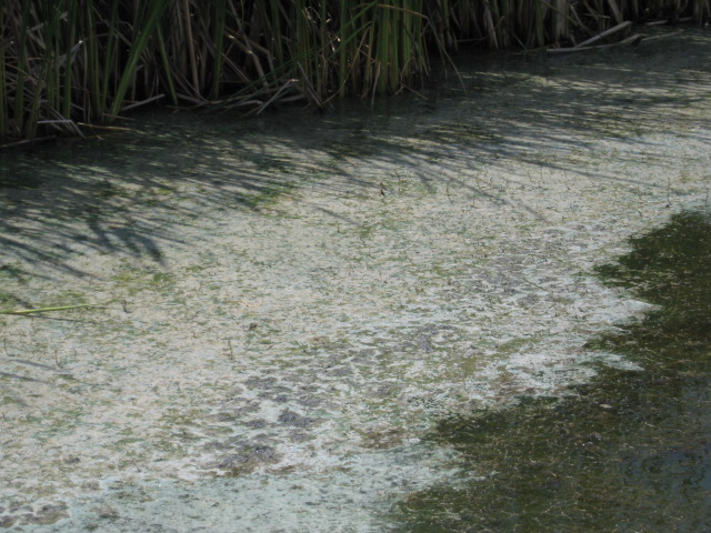Blue-green algae scum