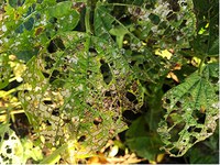 Figure 63. Defoliation caused by green cloverworms; note transparent “windows” on leaves from feeding by young larvae