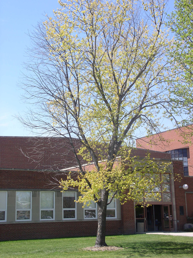 Figure 2. Silver maple (Acer saccharinum) showing advanced symptoms of iron chlorosis. Note the dieback and the yellow of the remaining leaves.