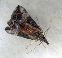 Figure 64. Green cloverworm moth