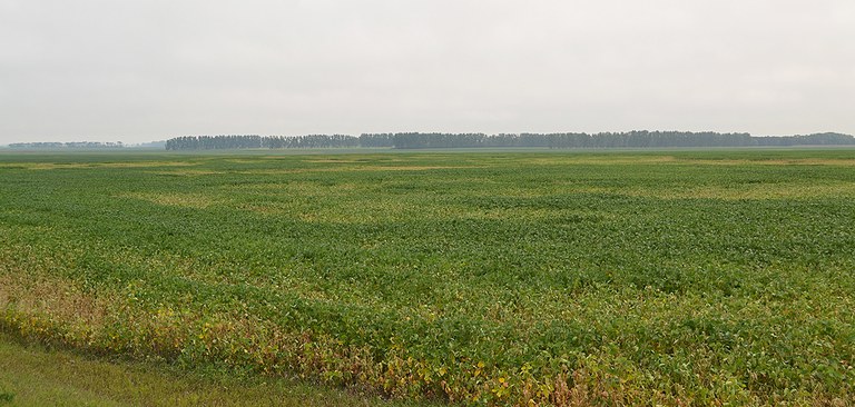 FIGURE 1 – Large patch of soybean with charcoal rot