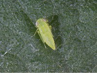 Figure 73. Potato leafhopper nymph