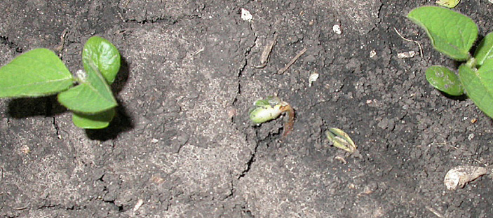 FIGURE 1 – Seedling decomposing due to infection