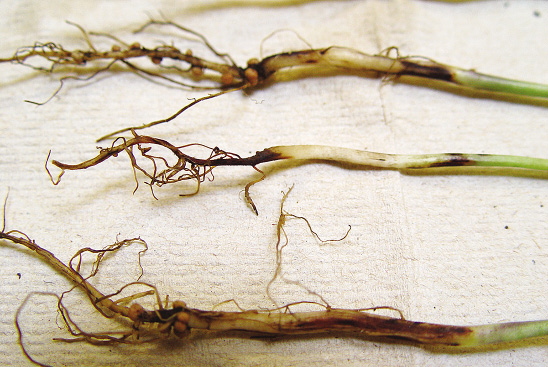 FIGURE 2 – Root rot and dieback of tap root