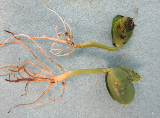 FIGURE 3 – Light brown infected roots