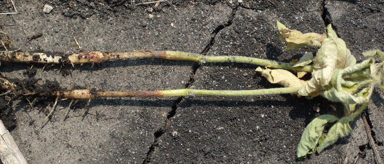 FIGURE 2 – Soybean seedlings with girdled stems