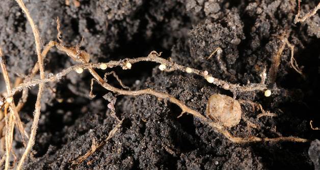 FIGURE 1 – White SCN females (cysts) and a nodule on soybean roots