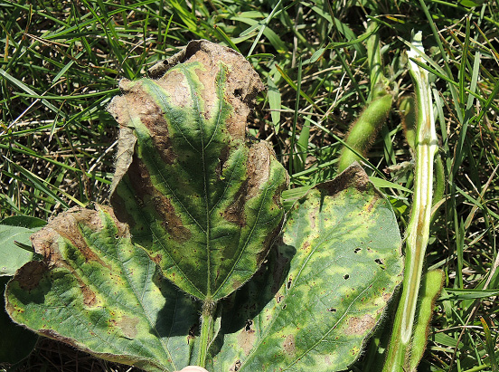 FIGURE 1 – Light brown discoloration in pith and leaf