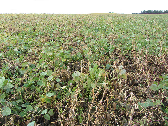 FIGURE 2 – Severe white mold infection