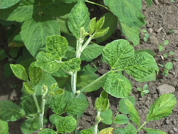 FIGURE 3 – Leaf puckering and wrinkling