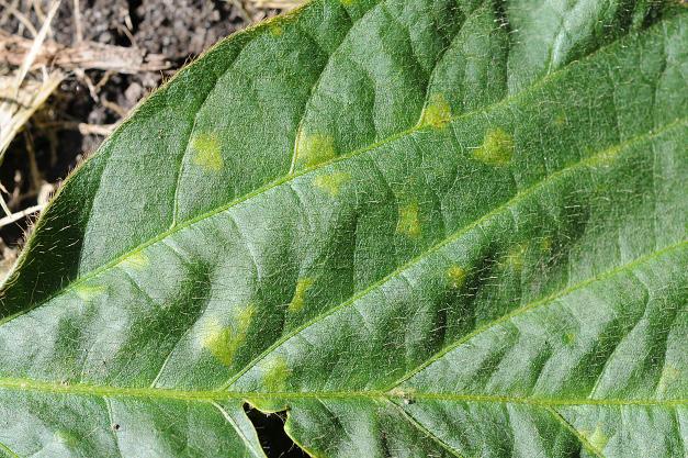 FIGURE 1 – Discrete lesions top side of leaf