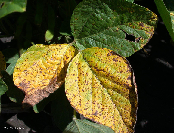 FIGURE 2 – Trifoliate with brown spots and chlorosis