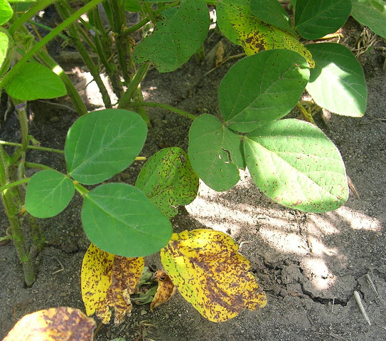 FIGURE 3 – Common pattern of symptoms developing in lower canopy