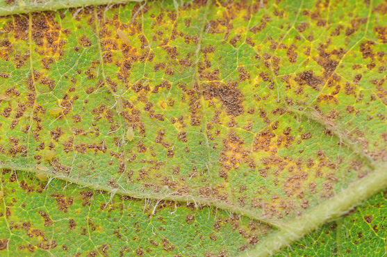 FIGURE 2 – Profuse sporulation and leaf chlorosis