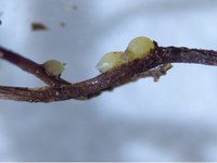 Figure 51. SCN cyst on dry bean root