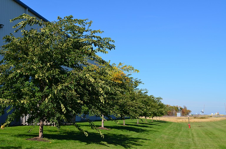 Cathedral elm