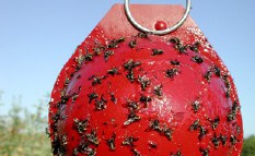 Traps can be used for monitoring maggot flies, which lay eggs in apples.