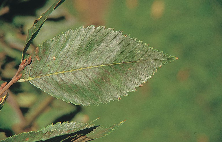 Elm Leaf