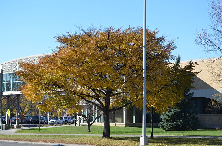 'Freedom' Japanese Elm 