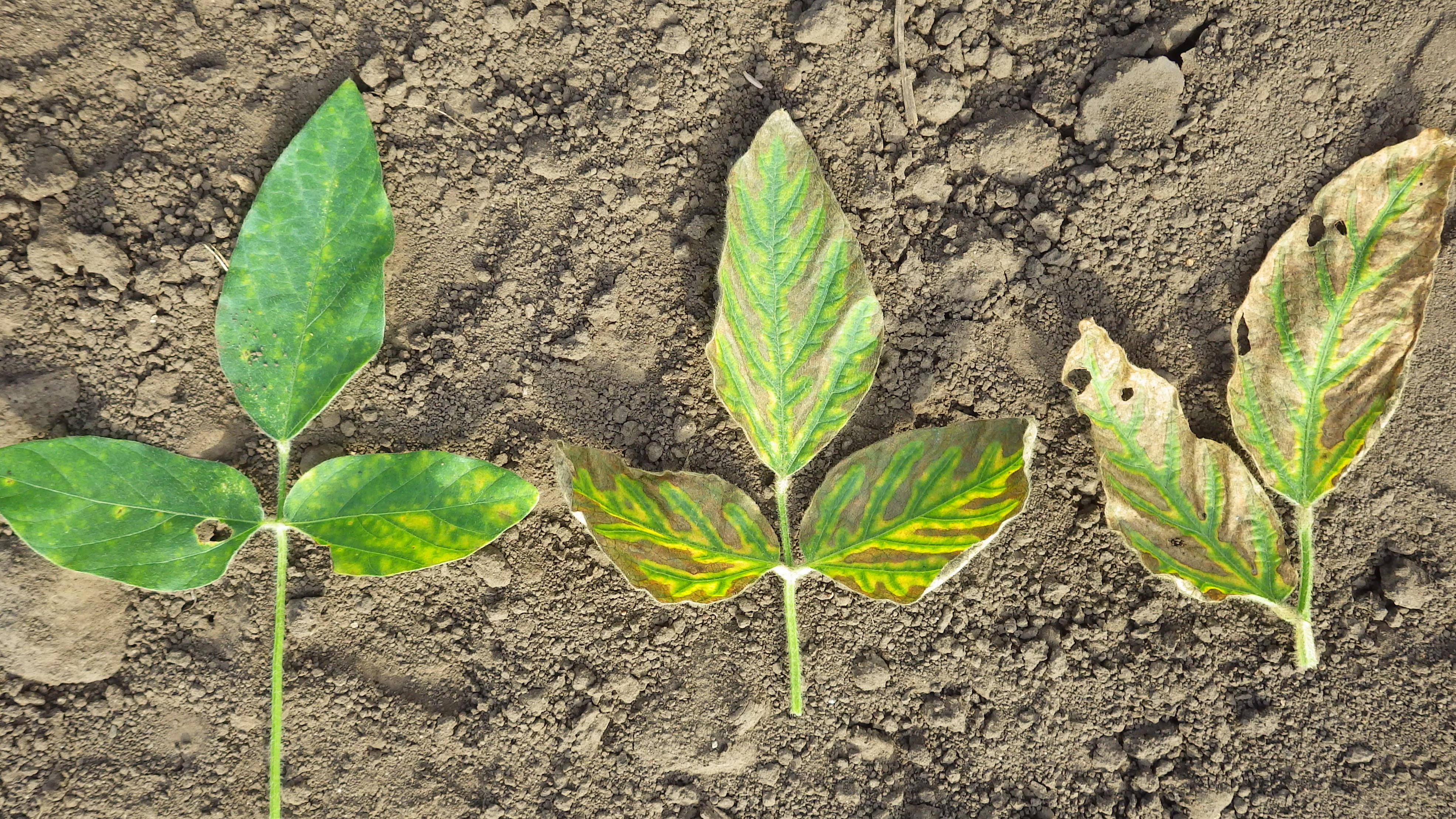 Three sets of soybean leaves in a horizontal lean. The leaf set on the left has small yellow spots primarily on one of the three leaves. The leaf set in the middle has yellow coloring along the veins of all three leaves and brown coloring everywhere else on the leaves. The leaf set on the right has two leaves both are mostly brown and curled at the edges.