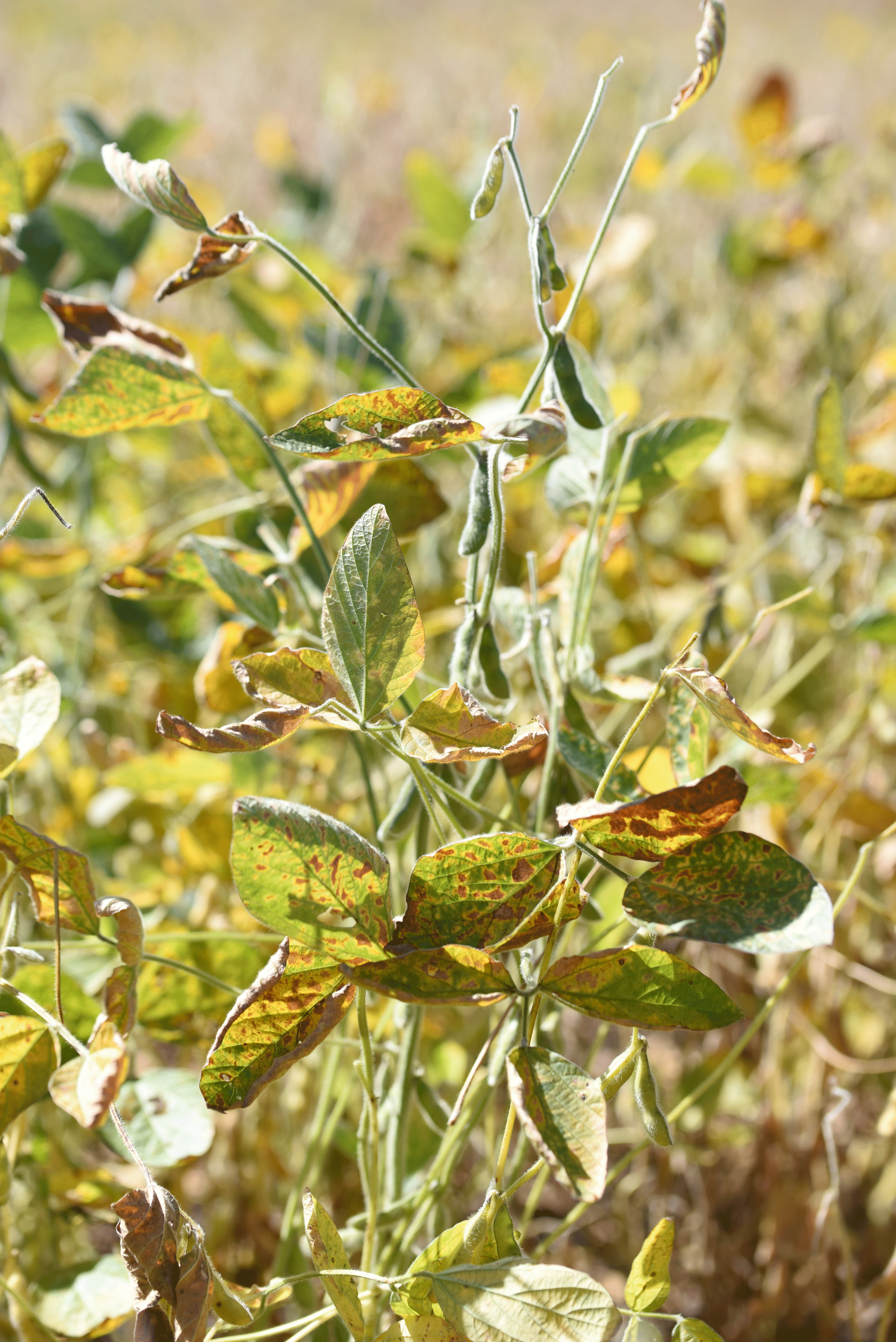 A soybean plant with some leaves with extensive yellow and brown spots and others that are completely brown and curled up.