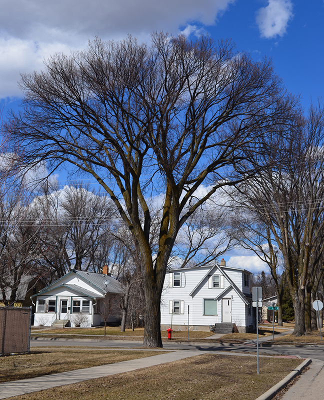 American Elm in Winter