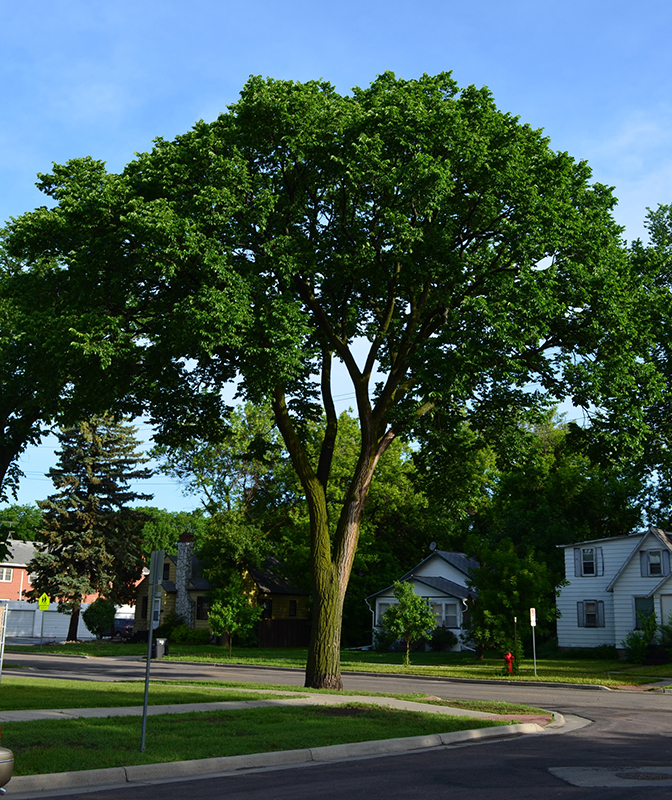 American Elm