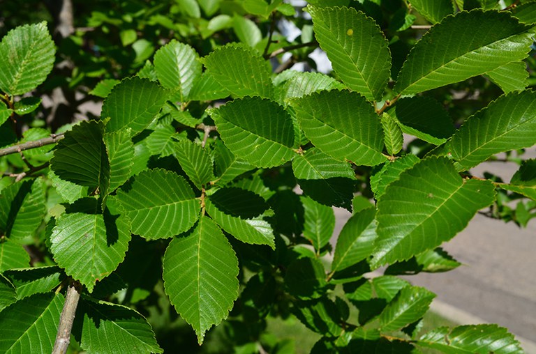 'Discovery' Japanese Elm 