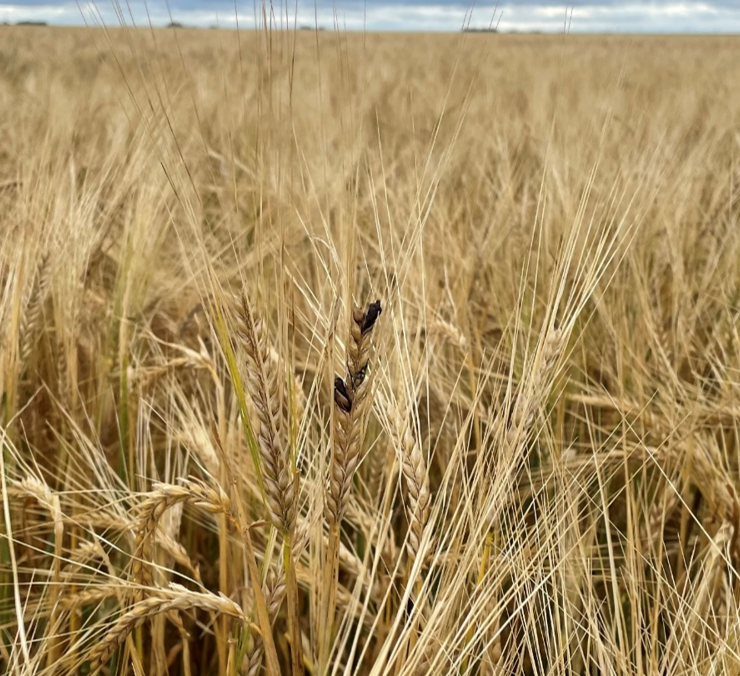A field of mature barley. In the center of the photo there is a stalk of barley with black bodies emerging from florets.