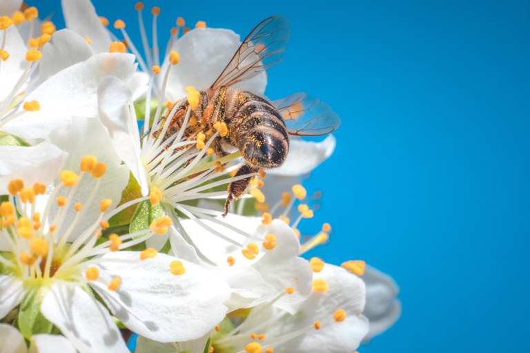 Honeybee collecting pollen