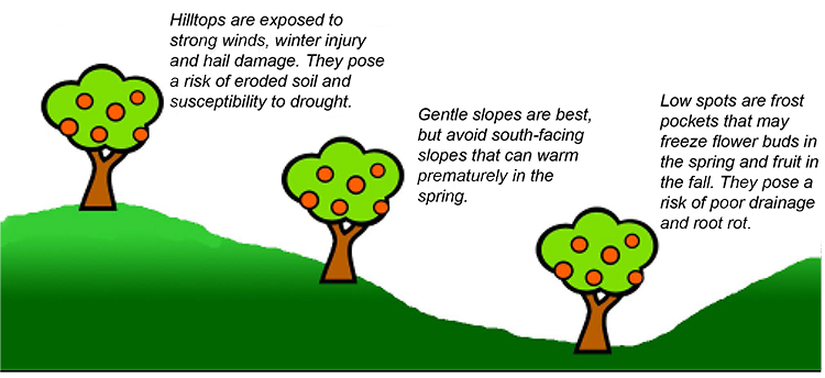 Figure 1. Considerations when selecting a site for your community orchard.
