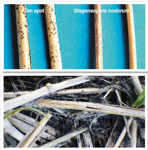 Figure 3. Notice the fungal structure size difference between the tan spot and Septoria/Stagonospora pathogens (top image). Overwintering structures for the tan spot fungus on wheat residue (bottom image).