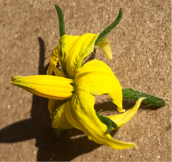 Figure 3a. Tomato flower with it anthers forming a tube around the pistil.