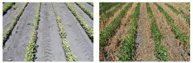Figure 8a. 100 pounds of N/acre with no oat cover crop (left), compared with 100 pounds of N/acre with oat cover crop (right). 
