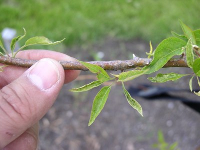 Figure 2 – Strapping and distortion of apples leaves due to exposure to growth regulator-type herbicides