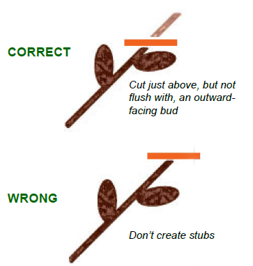 Figure 4. How to prune a small branch.