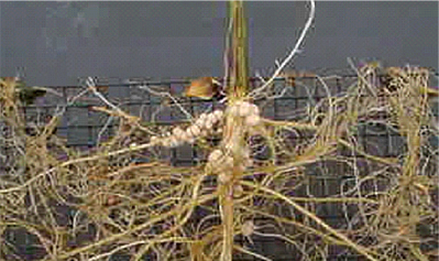 Figure 1a. Nodules formed on soybean roots through seed-placed inoculation with Bradyrhizobium japonicum (left), and with previous year wheat seed inoculated (right) in soils with no previous soybean inoculation history.