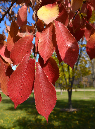 Northern Empress® Japanese Elm 